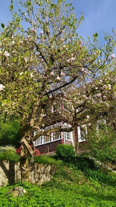 Haus Am Wald Zorge 16+ Gaeste Walkenried Exterior photo
